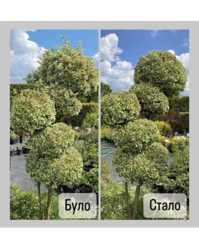 Бруслина японська Ауреомаргіната ШТАМБ ТОПІАР | Euonymus Japanese Aureomarginatus TOPIAR | Бересклет японский Aуреомаргината ШТАМБ ТОПИАР