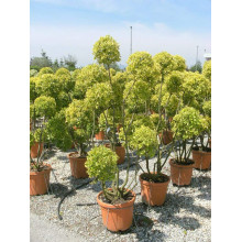 Бруслина японська Ауреомаргіната ШТАМБ ТОПІАР | Euonymus Japanese Aureomarginatus TOPIAR | Бересклет японский Aуреомаргината ШТАМБ ТОПИАР