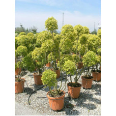 Бруслина японська Ауреомаргіната ШТАМБ ТОПІАР | Euonymus Japanese Aureomarginatus TOPIAR | Бересклет японский Aуреомаргината ШТАМБ ТОПИАР