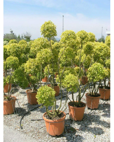 Бруслина японська Ауреомаргіната ШТАМБ ТОПІАР | Euonymus Japanese Aureomarginatus TOPIAR | Бересклет японский Aуреомаргината ШТАМБ ТОПИАР