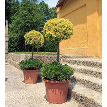 Бруслина японська Ауреомаргіната ШТАМБ ТОПІАР | Euonymus Japanese Aureomarginatus TOPIAR | Бересклет японский Aуреомаргината ШТАМБ ТОПИАР