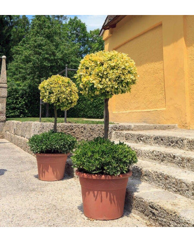 Бруслина японська Ауреомаргіната ШТАМБ ТОПІАР | Euonymus Japanese Aureomarginatus TOPIAR | Бересклет японский Aуреомаргината ШТАМБ ТОПИАР