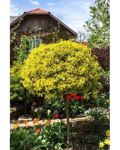 Бруслина японська Ауреомаргіната ШТАМБ ТОПІАР | Euonymus Japanese Aureomarginatus TOPIAR | Бересклет японский Aуреомаргината ШТАМБ ТОПИАР