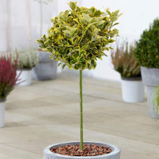 Бруслина японська Ауреомаргіната ШТАМБ ТОПІАР | Euonymus Japanese Aureomarginatus TOPIAR | Бересклет японский Aуреомаргината ШТАМБ ТОПИАР