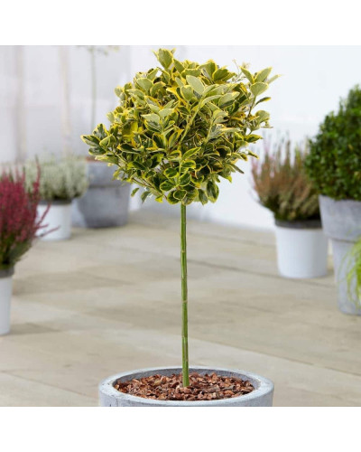 Бруслина японська Ауреомаргіната ШТАМБ ТОПІАР | Euonymus Japanese Aureomarginatus TOPIAR | Бересклет японский Aуреомаргината ШТАМБ ТОПИАР