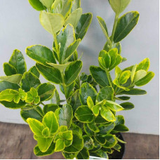 Бруслина японська Ауреомаргіната ШТАМБ ТОПІАР | Euonymus Japanese Aureomarginatus TOPIAR | Бересклет японский Aуреомаргината ШТАМБ ТОПИАР
