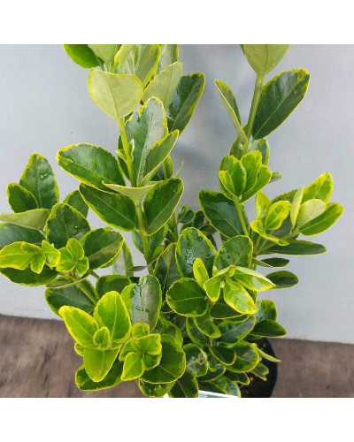 Бруслина японська Ауреомаргіната ШТАМБ ТОПІАР | Euonymus Japanese Aureomarginatus TOPIAR | Бересклет японский Aуреомаргината ШТАМБ ТОПИАР