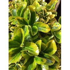 Бруслина японська Ауреомаргіната ШТАМБ ТОПІАР | Euonymus Japanese Aureomarginatus TOPIAR | Бересклет японский Aуреомаргината ШТАМБ ТОПИАР