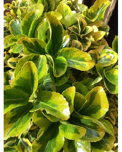 Бруслина японська Ауреомаргіната ШТАМБ ТОПІАР | Euonymus Japanese Aureomarginatus TOPIAR | Бересклет японский Aуреомаргината ШТАМБ ТОПИАР