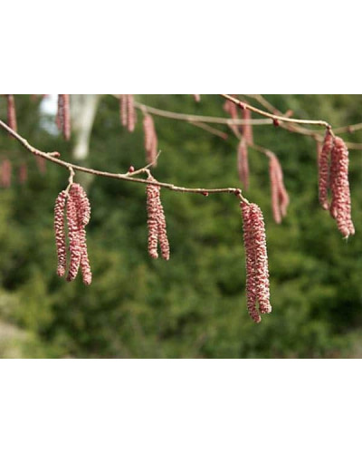 Фундук Варшавський Червоний | Фундук Варшавский Красный | Corylus avellana Warsaw red