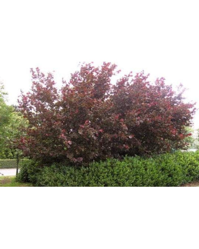 Фундук Варшавський Червоний | Фундук Варшавский Красный | Corylus avellana Warsaw red
