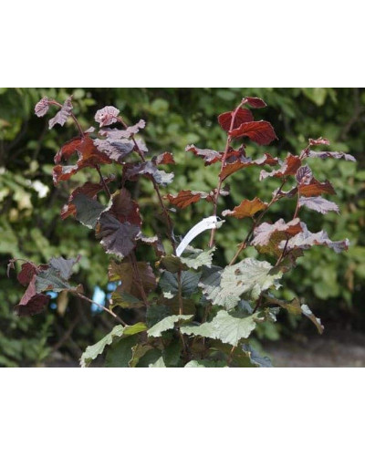 Фундук Варшавський Червоний | Фундук Варшавский Красный | Corylus avellana Warsaw red