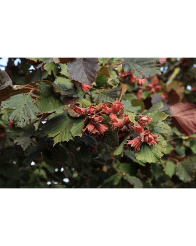Фундук Варшавський Червоний | Фундук Варшавский Красный | Corylus avellana Warsaw red
