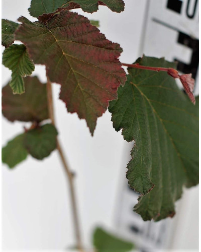 Фундук Варшавський Червоний | Фундук Варшавский Красный | Corylus avellana Warsaw red