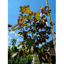 Фундук Варшавський Червоний | Фундук Варшавский Красный | Corylus avellana Warsaw red