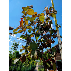 Фундук Варшавський Червоний | Фундук Варшавский Красный | Corylus avellana Warsaw red