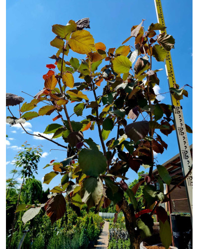 Фундук Варшавський Червоний | Фундук Варшавский Красный | Corylus avellana Warsaw red