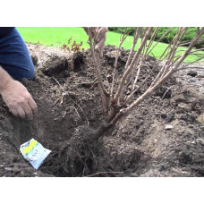 Фундук Варшавський Червоний | Фундук Варшавский Красный | Corylus avellana Warsaw red