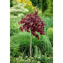 Фундук Варшавський Червоний | Фундук Варшавский Красный | Corylus avellana Warsaw red