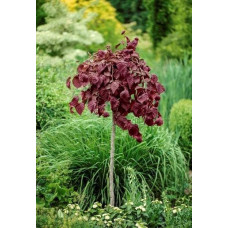 Фундук Варшавський Червоний | Фундук Варшавский Красный | Corylus avellana Warsaw red