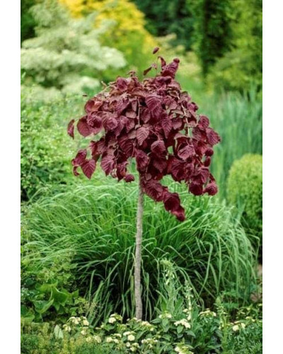 Фундук Варшавський Червоний | Фундук Варшавский Красный | Corylus avellana Warsaw red