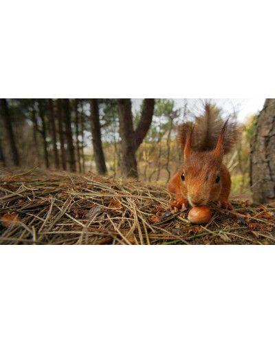 Фундук Варшавський Червоний | Фундук Варшавский Красный | Corylus avellana Warsaw red