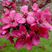 Яблуня гібридна Роял Б’юті Яблуня плакуча Роял Б’юті | Яблоня гибридная Роял Бьюти Яблоня плакучая Роял Бьюти | Malus hybrida Royal Beauty