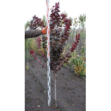 Слива розчепірена Піссарді(дерево) | Слива растопыренная Писсарди(дерево) | Prunus cerasifera Pissardii