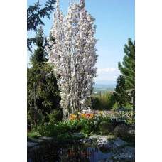 Сакура дрібнопильчаста Аманогава | Сакура мелкопильчатая Аманогава | Prunus serrulata Amanogawa