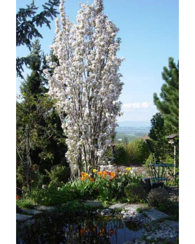 Сакура дрібнопильчаста Аманогава | Сакура мелкопильчатая Аманогава | Prunus serrulata Amanogawa