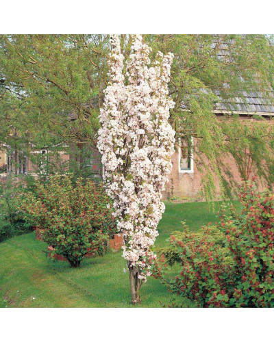 Сакура дрібнопильчаста Аманогава | Сакура мелкопильчатая Аманогава | Prunus serrulata Amanogawa