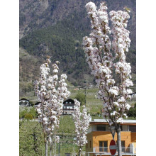 Сакура дрібнопильчаста Аманогава | Сакура мелкопильчатая Аманогава | Prunus serrulata Amanogawa