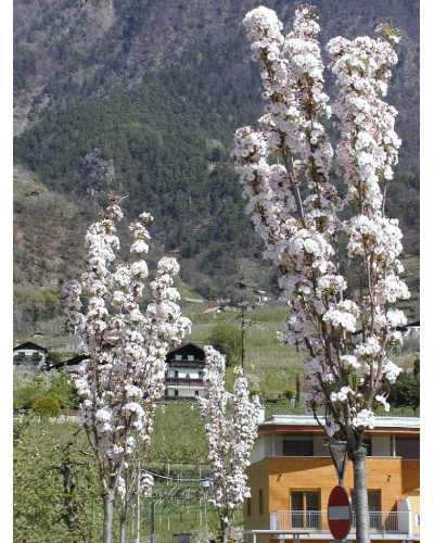 Сакура дрібнопильчаста Аманогава | Сакура мелкопильчатая Аманогава | Prunus serrulata Amanogawa