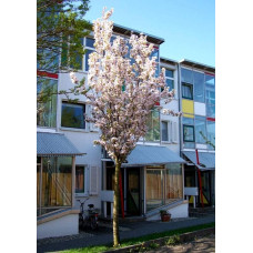 Сакура дрібнопильчаста Аманогава | Сакура мелкопильчатая Аманогава | Prunus serrulata Amanogawa