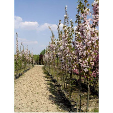 Сакура дрібнопильчаста Аманогава | Сакура мелкопильчатая Аманогава | Prunus serrulata Amanogawa