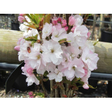 Сакура дрібнопильчаста Аманогава | Сакура мелкопильчатая Аманогава | Prunus serrulata Amanogawa