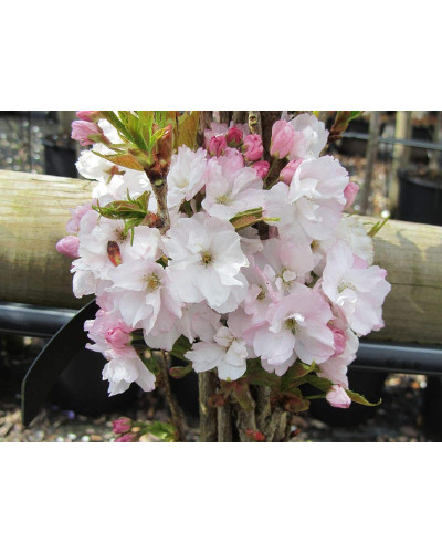 Сакура дрібнопильчаста Аманогава | Сакура мелкопильчатая Аманогава | Prunus serrulata Amanogawa
