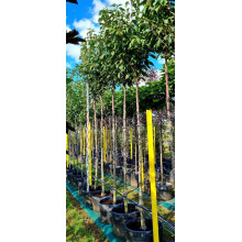 Сакура дрібнопильчаста Аманогава | Сакура мелкопильчатая Аманогава | Prunus serrulata Amanogawa