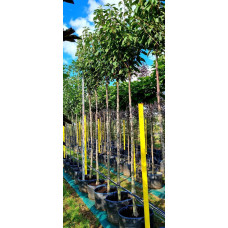 Сакура дрібнопильчаста Аманогава | Сакура мелкопильчатая Аманогава | Prunus serrulata Amanogawa