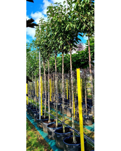 Сакура дрібнопильчаста Аманогава | Сакура мелкопильчатая Аманогава | Prunus serrulata Amanogawa