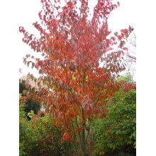 Сакура дрібнопильчаста Аманогава | Сакура мелкопильчатая Аманогава | Prunus serrulata Amanogawa