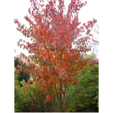 Сакура дрібнопильчаста Аманогава | Сакура мелкопильчатая Аманогава | Prunus serrulata Amanogawa