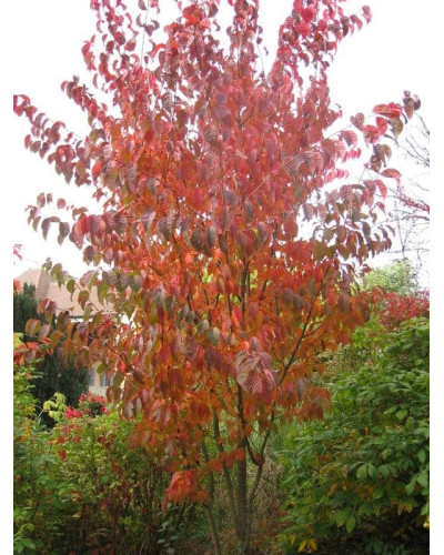 Сакура дрібнопильчаста Аманогава | Сакура мелкопильчатая Аманогава | Prunus serrulata Amanogawa