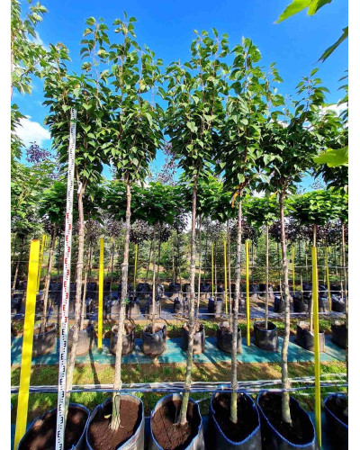Сакура дрібнопильчаста Аманогава | Сакура мелкопильчатая Аманогава | Prunus serrulata Amanogawa