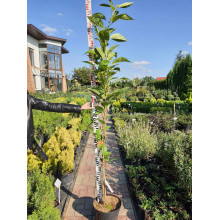 Сакура дрібнопильчаста Аманогава | Сакура мелкопильчатая Аманогава | Prunus serrulata Amanogawa