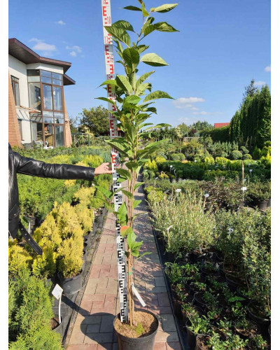 Сакура дрібнопильчаста Аманогава | Сакура мелкопильчатая Аманогава | Prunus serrulata Amanogawa