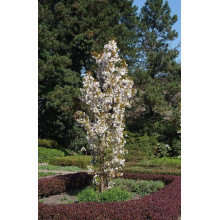 Сакура дрібнопильчаста Аманогава | Сакура мелкопильчатая Аманогава | Prunus serrulata Amanogawa