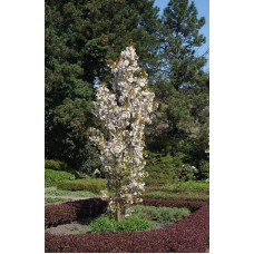 Сакура дрібнопильчаста Аманогава | Сакура мелкопильчатая Аманогава | Prunus serrulata Amanogawa