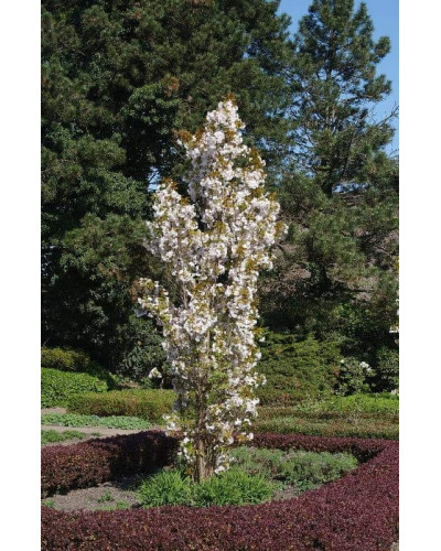 Сакура дрібнопильчаста Аманогава | Сакура мелкопильчатая Аманогава | Prunus serrulata Amanogawa