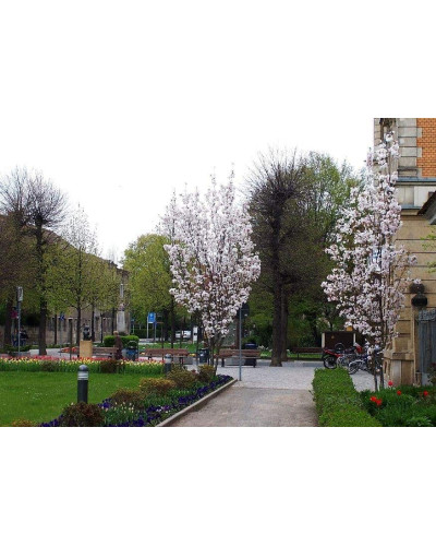 Сакура дрібнопильчаста Аманогава | Сакура мелкопильчатая Аманогава | Prunus serrulata Amanogawa